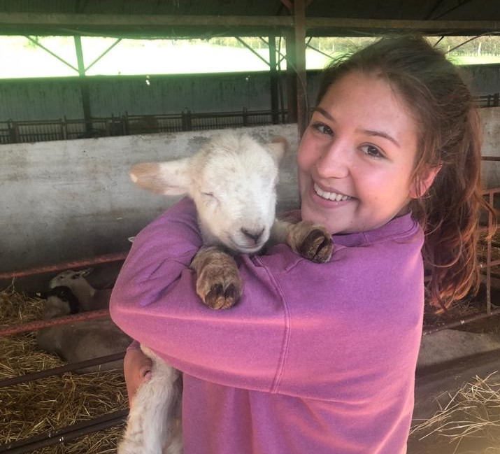 Lamb in agriculture internship in Ireland